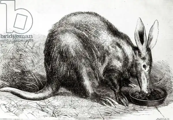English school (19th century): The Cape Ant-Eater at the Zoological Society