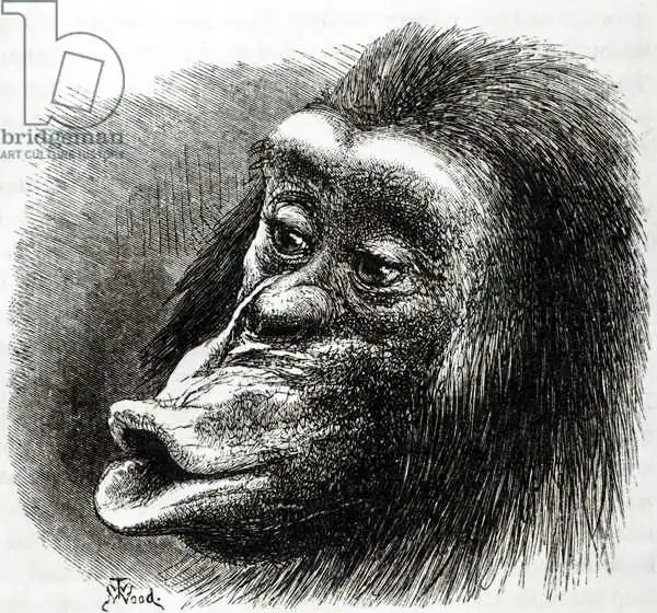English school (19th century): Chimpanzee Disappointed and Sulky