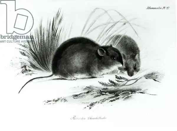 English school (19th century): Mouse, Tierra del Fuego, South America c.1832-36