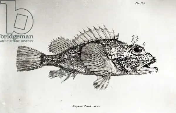 English school (19th century): Scorpion Fish, plate 8 from 