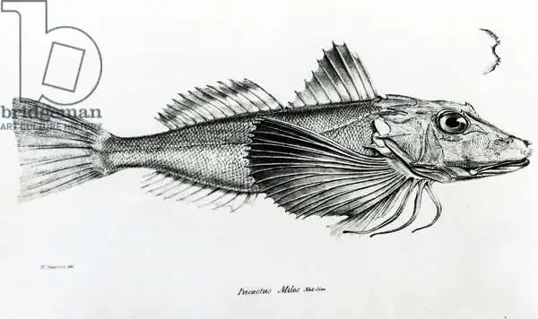 English school (19th century): Gallinella delle Galapagos, tavola 6 da "The Zoology of the Voyage of H.M.S Beagle, 1832-36" di Charles Darwin