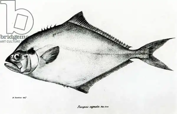 English school (19th century): Paropsis Signata, plate 13 from 