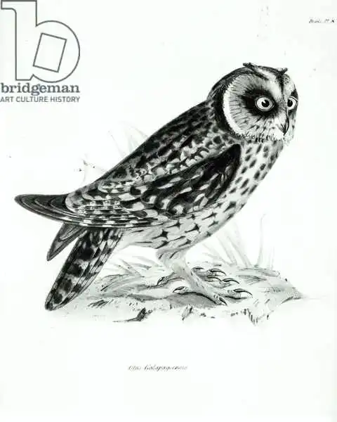 English school (19th century): Gufo, tavola 3 da "The Zoology of the Voyage of H.M.S Beagle, 1832-36" di Charles Darwin