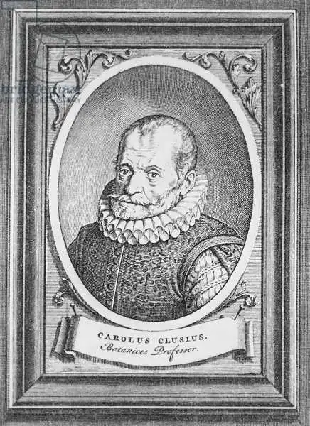Flemish school (17th century): Carolus Clusius