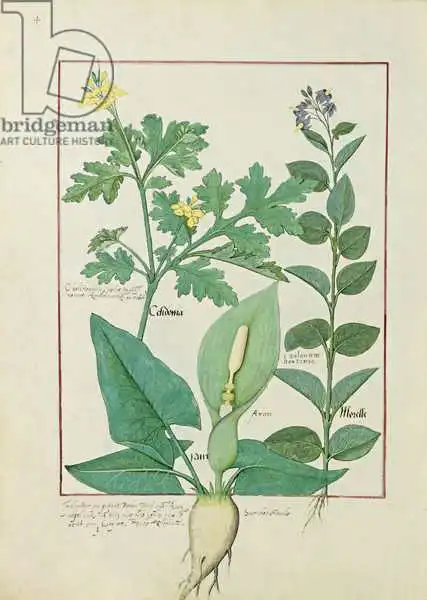 Testard, Robinet: Ms Fr. Fv VI No. 1 fol.113v Greater Celandine or Poppy, Solanum or Nightshade, and Aron, illustration from 