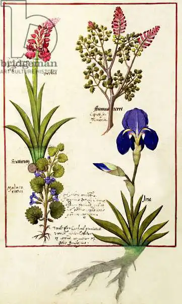 Testard, Robinet: Ms Fr. Fv VI No. 1 fol.114v Top row: Orchid and Fumitory or Bleeding Heart. Bottom row: Hedera and Iris, illustration from 