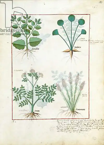 Testard, Robinet: Ms Fr. Fv VI No. 1 fol.123r Top row: Salt Bush and Anthora. Bottom row: Absinthium and Cardamom, illustration from 