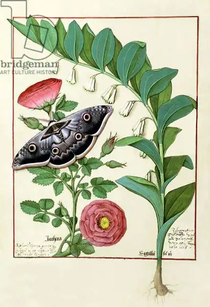 Testard, Robinet: Rose and Polygonatum (Solomon
