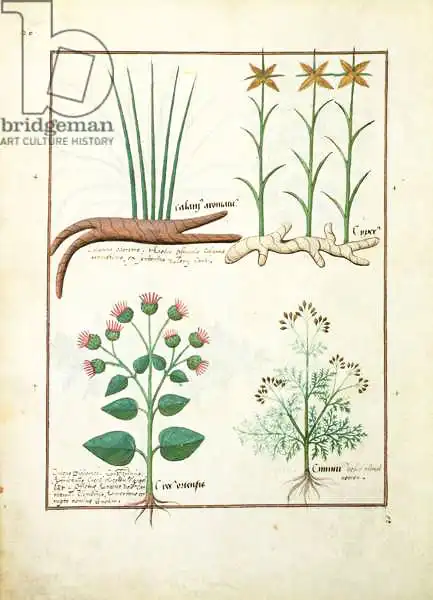 Testard, Robinet: Cyperus, Calamus, Crocus ostensis, illustration from 