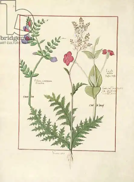 Testard, Robinet: Illustration from 