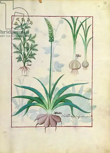 Testard, Robinet: Garlic and other plants, illustration from 