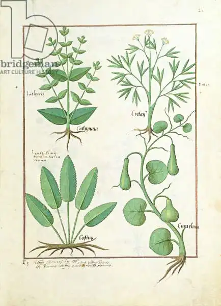 Testard, Robinet: Euphorbia Lathyris, Beechwort, Mint and Fig, illustration from 
