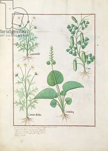 Testard, Robinet: Chamomile (top left) and Cucumber (right) Illustration from 