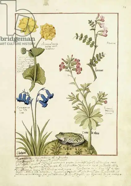 Testard, Robinet: Illustration from the 