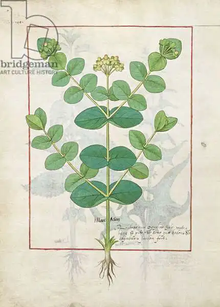 Testard, Robinet: Flower, Illustration from the 