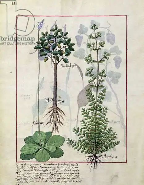 Testard, Robinet: Illustration from the 