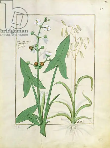 Testard, Robinet: Illustration from the 