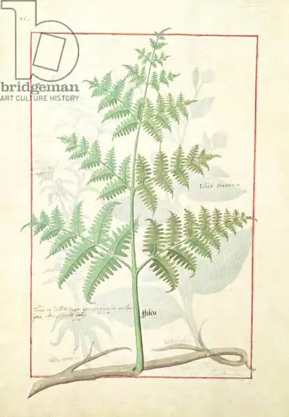 Testard, Robinet: Illustration from the 