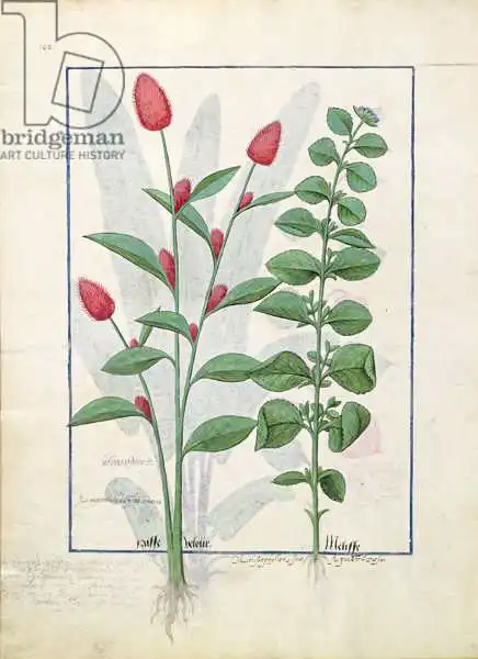 Testard, Robinet: Illustration from the 