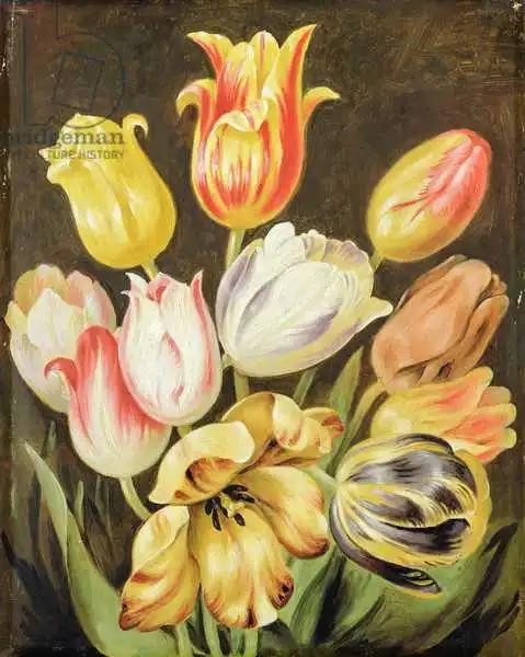 Tischbein, Johann H. W.: Flower Study
