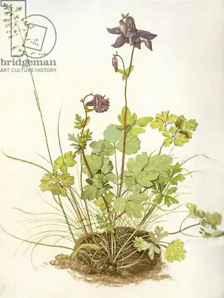 Dürer, Albrecht: Aquilegia