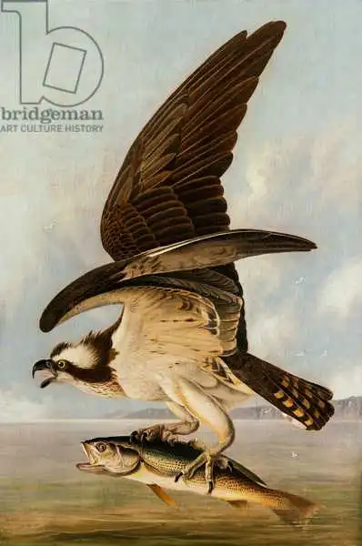 Audubon, John James: Osprey and Weakfish
