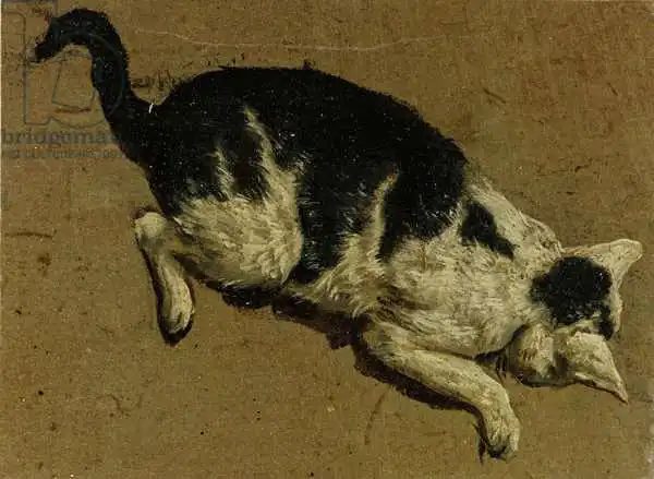 Velde, Adriaen van de: Cat from above