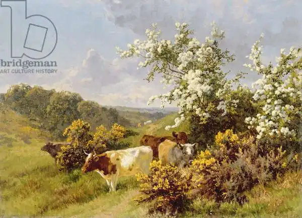 Collins, Charles: May Blossom