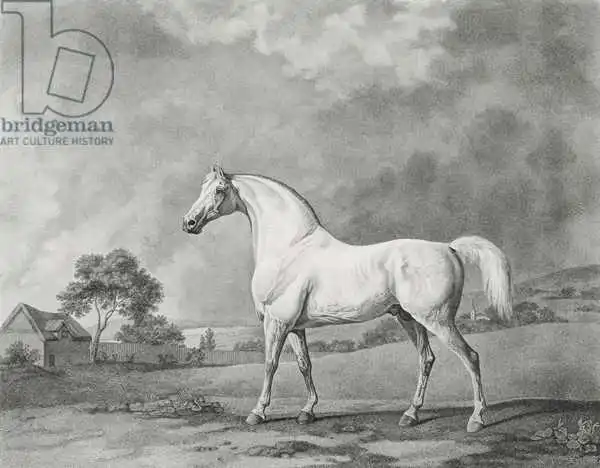 Stubbs, George: Mambrino, engraved by George Townley Stubbs (1756-1815) pub. 1794