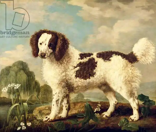Stubbs, George: Brown and White Norfolk or Water Spaniel