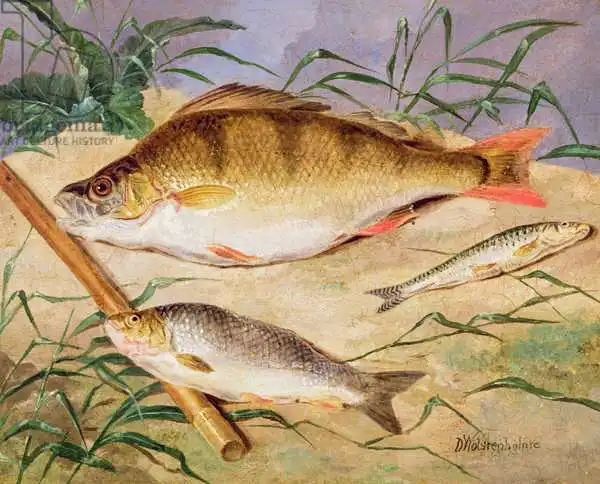 Wolsenholme, D.: An Angler