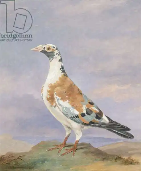 Wolsenholme, D.: Grizzle Carrier Pigeon