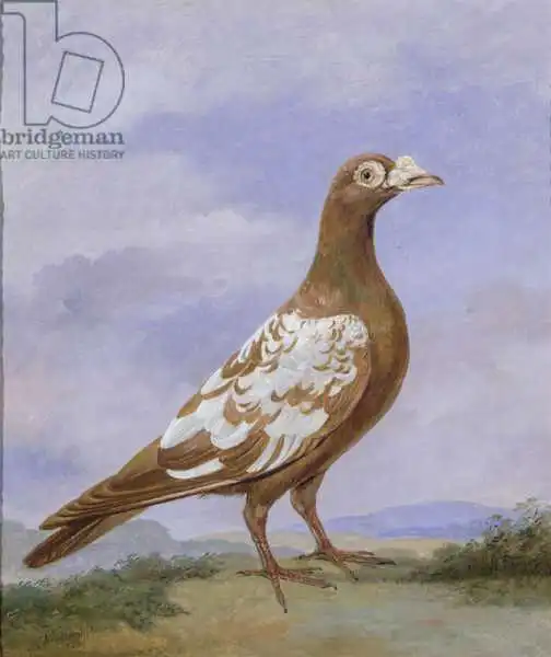 Wolsenholme, D.: Red Pied Carrier Pigeon