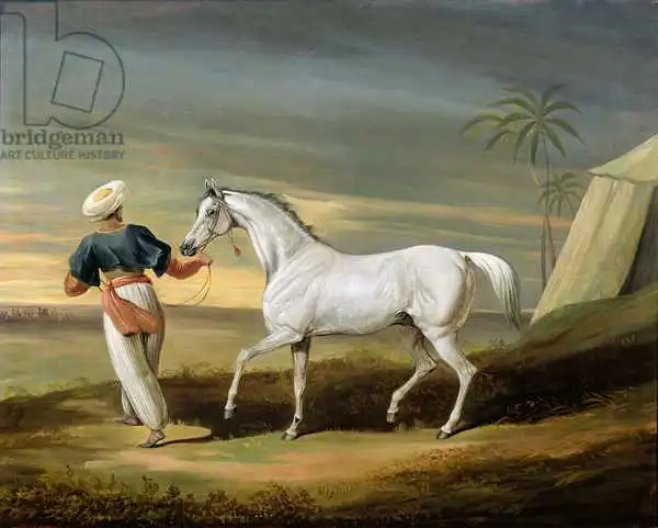 Dalby, David of York: Signal, a grey Arab, with a Groom in the Desert