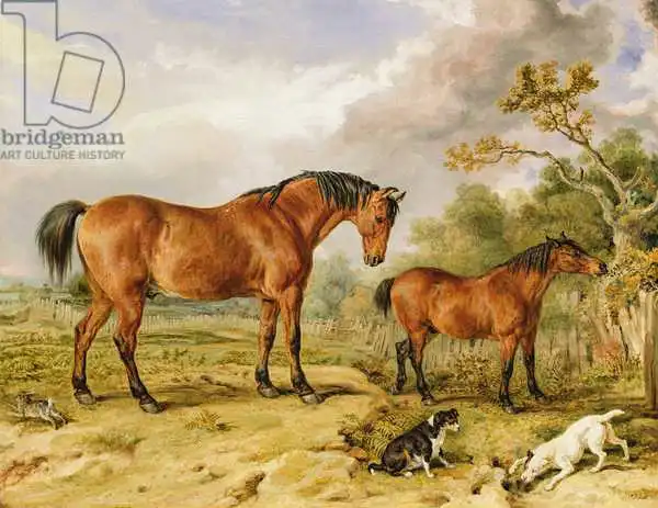 Ward, James: Portrait of Reformer, Blucher, Tory and Crib, the Property of Rowland Alston