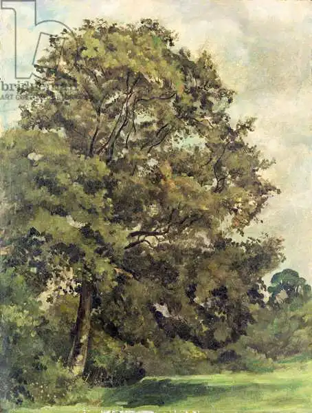 Constable, John: Study of an Ash Tree