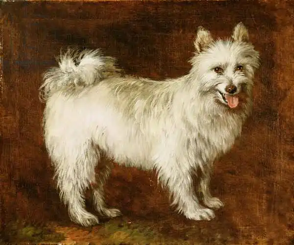 Gainsborough, Thomas: Spitz Dog, c.1760-70