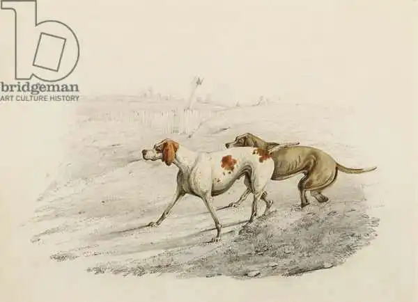 Alken, Henry Thomas: Two Pointers, facing left