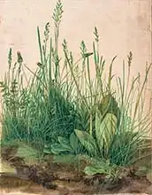 Dürer, Albrecht: The Great Piece of Turf