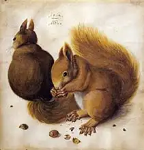 Dürer, Albrecht: Squirrels