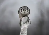 Cumming, Jim: Northern Hawk-Owl - Stare down