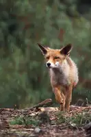 Merino, Nicolás: Rain fox