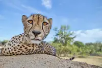 Catta, Alessandro: Hungry Cheetah
