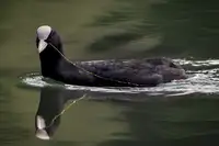 Bartagnan: Cute coot