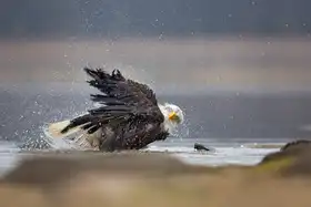 Zygmunt, Milan: Bald Eagle