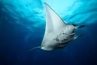 Marchegiani, Roberto: Manta Fly