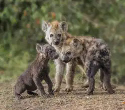 Zuo, Jun: Baby Hyena
