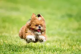 Hudson, Peter: Hover Dog