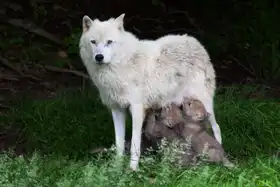 Cumming, Jim: Arctic Wolves - Remus and Romulus