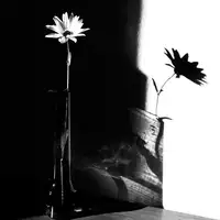 Wolf, Susanne: light and shadow